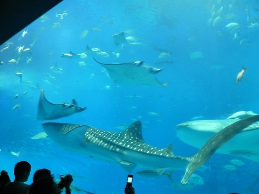 ☆素泊まりプラン☆美ら海水族館のすぐ近く☆備瀬のフクギ並木の民家☆小学生未満のお子様無料☆